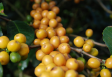 coffee cherry2.png